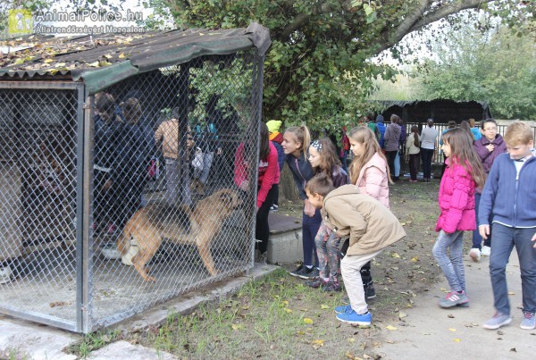 Gyerekek látogatták meg a mentett kutyusokat