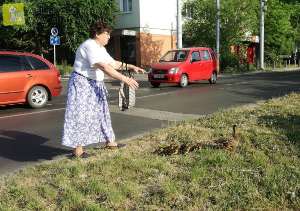 A hölgy, aki kacsákat mentett