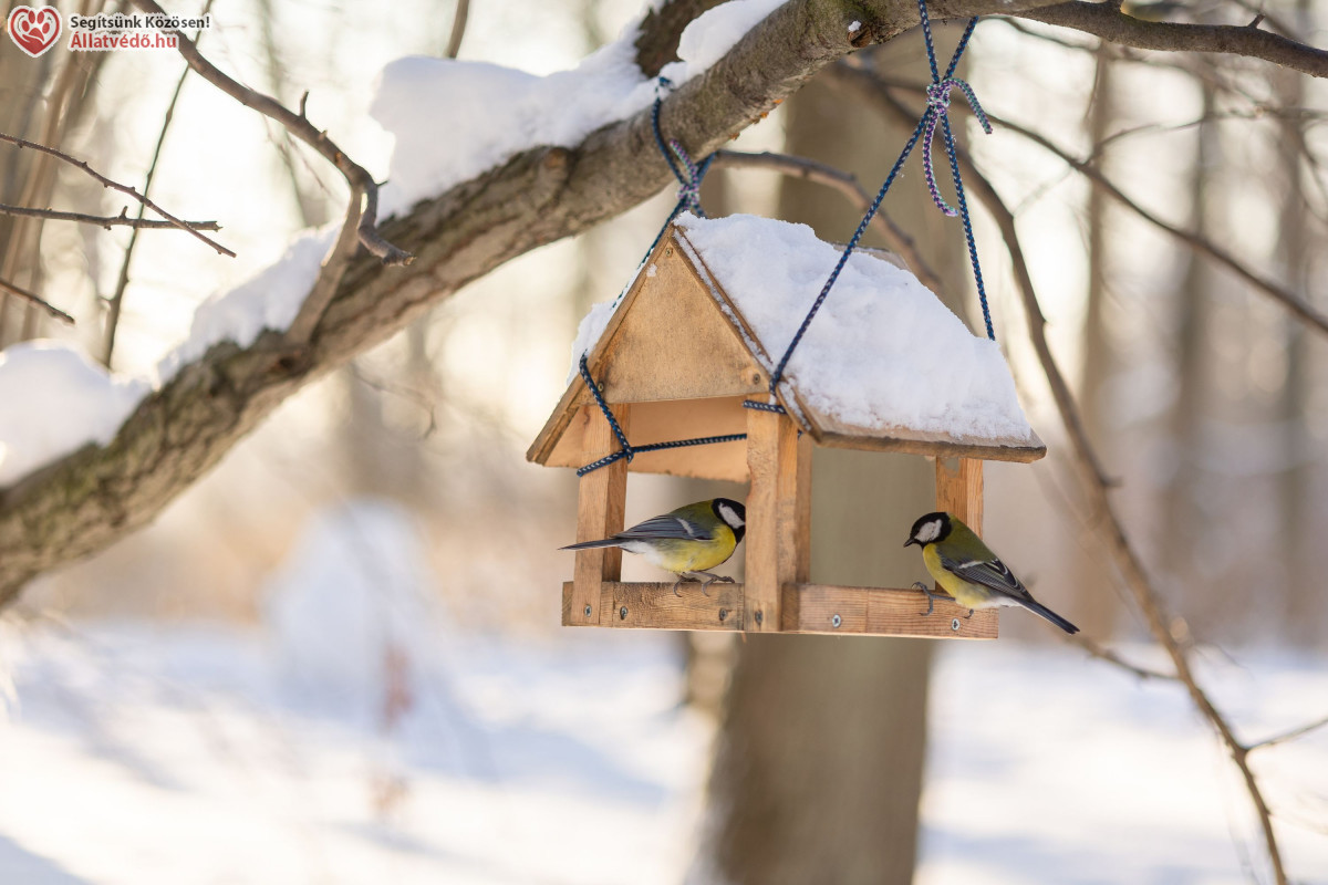 Madarak téli etetése: fagyban - hóban fontos