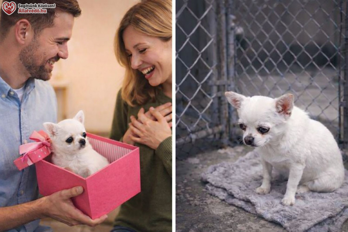 Túlszaporítás, felelőtlen tartás