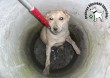 Állatmentés - Orpheus Állatvédő Egyesület szja 1% támogatás