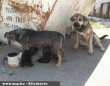 Kuka mellett született kiskutyákat szoptat az anyjuk
