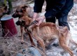 Megkínzott kutyák, állatkínzás